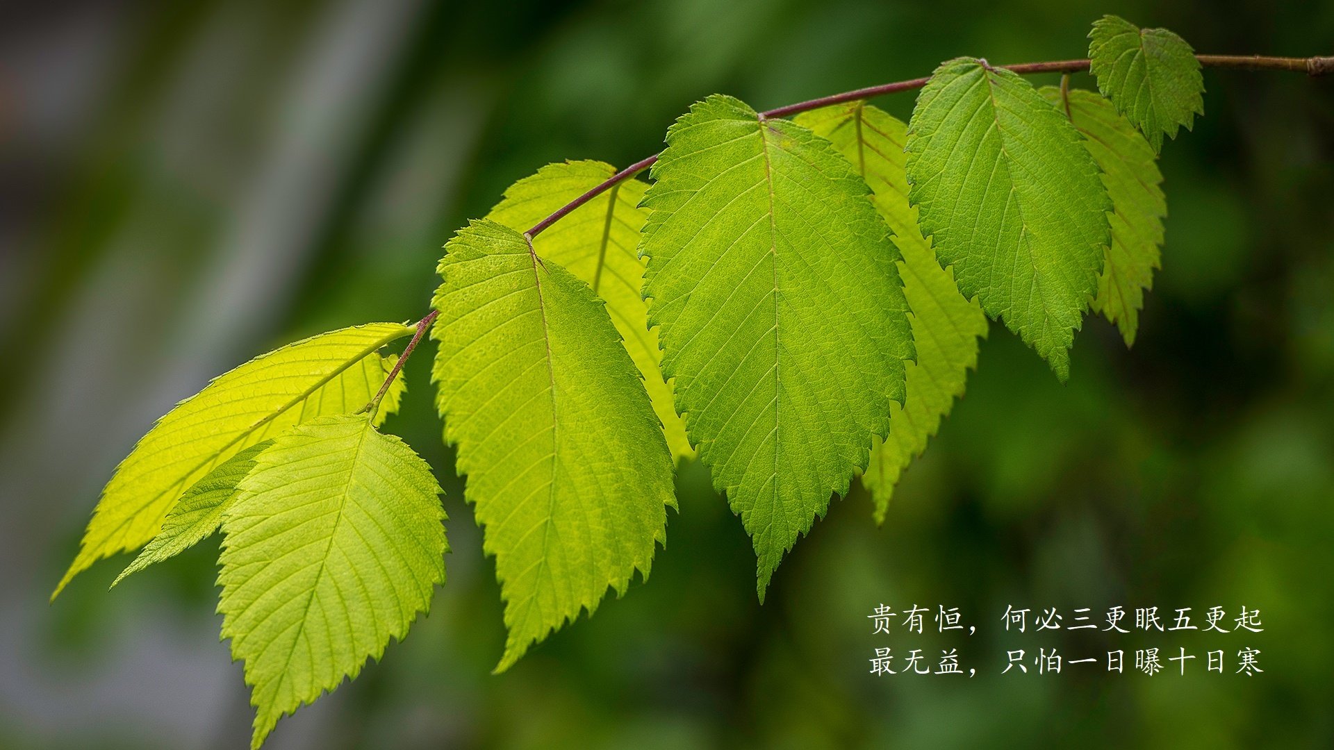 魔术后浪掀翻灰熊，马克西的生涯之夜，一场定义年轻领袖的教科书表演