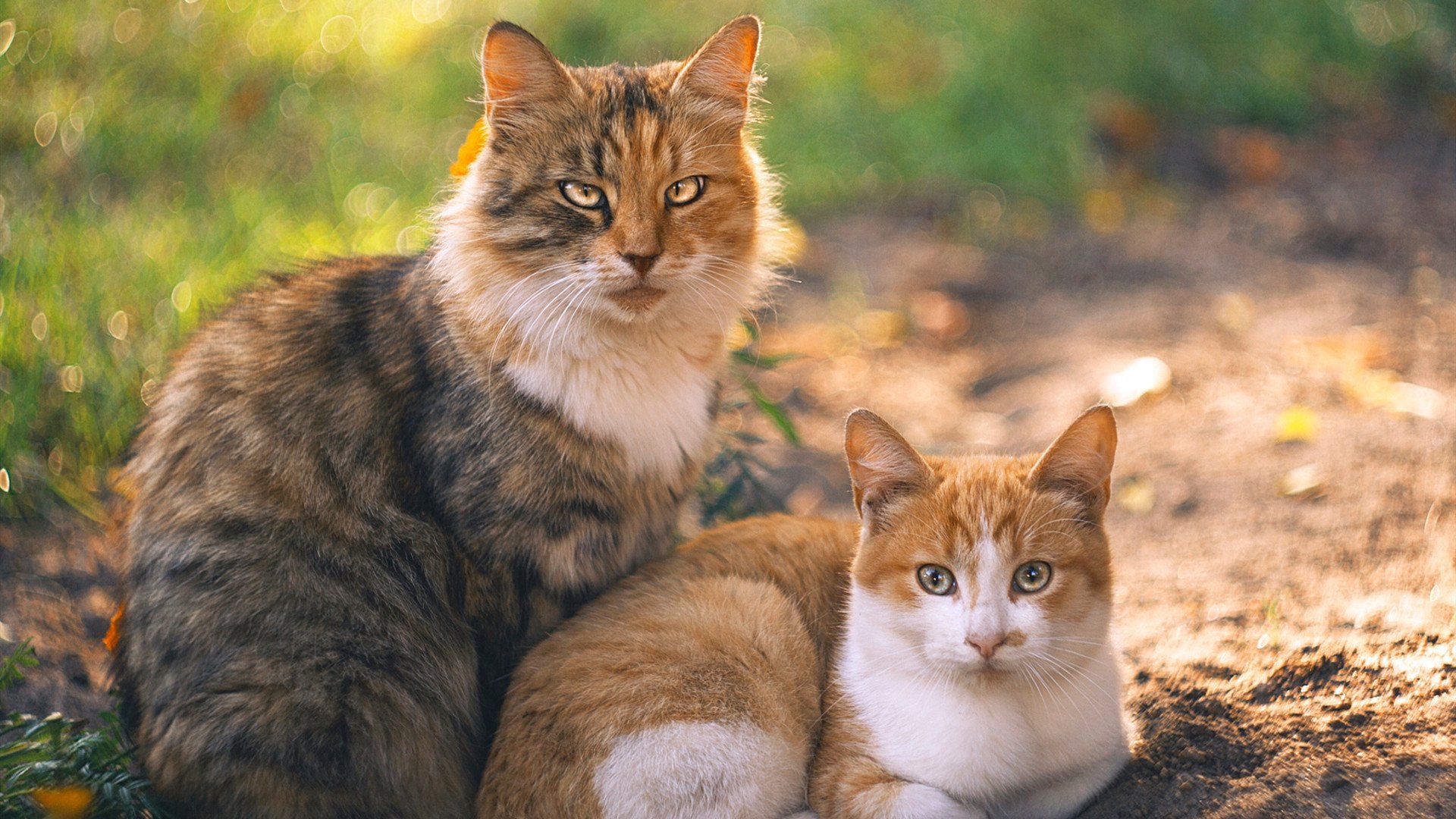 绿茵交响诗，当法国闪电战遇上蒂亚戈的手术刀—论现代足球的决定性瞬间