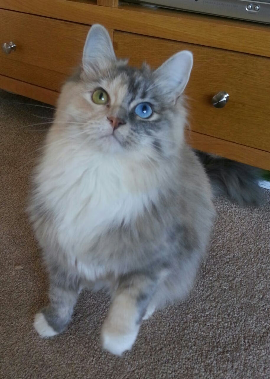 非洲惊雷压哨引爆，亚洲长城为何守不住最后三秒？