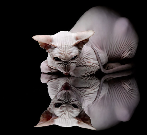 哈兰德西决生死战化身罗马凯撒，斩落中国长城式防线