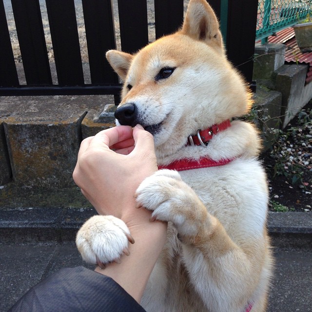 当字母哥的野蛮冲撞鹈鹕的精细齿轮，防守密码在何处失灵？