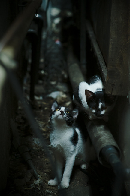 当赛道轰鸣遇见篮球心跳，那个唯一交错的制胜之夜