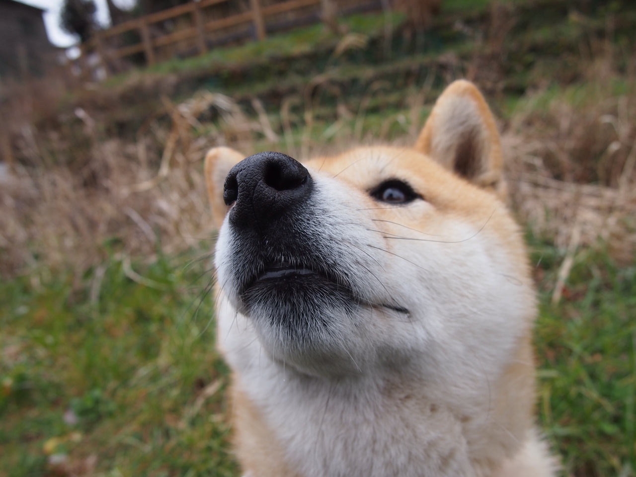 维尼修斯闪耀洲际杯，皇马借墨西哥王牌关键一击力擒那不勒斯