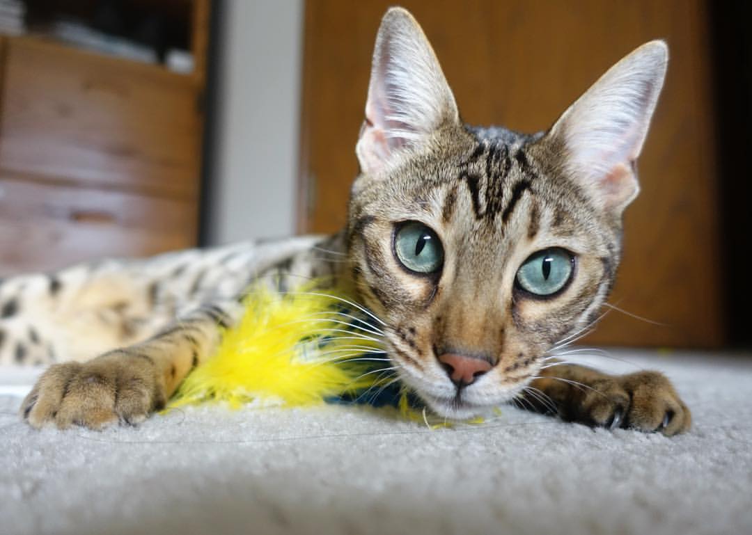 绿茵场的格林公式，当篮球的数据风暴席卷欧冠之夜