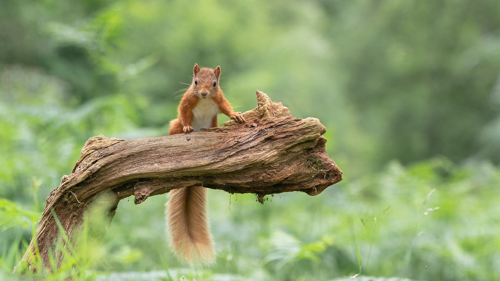 首先,我们构思一个既能吸引眼球,又能承载故事深度的标题
