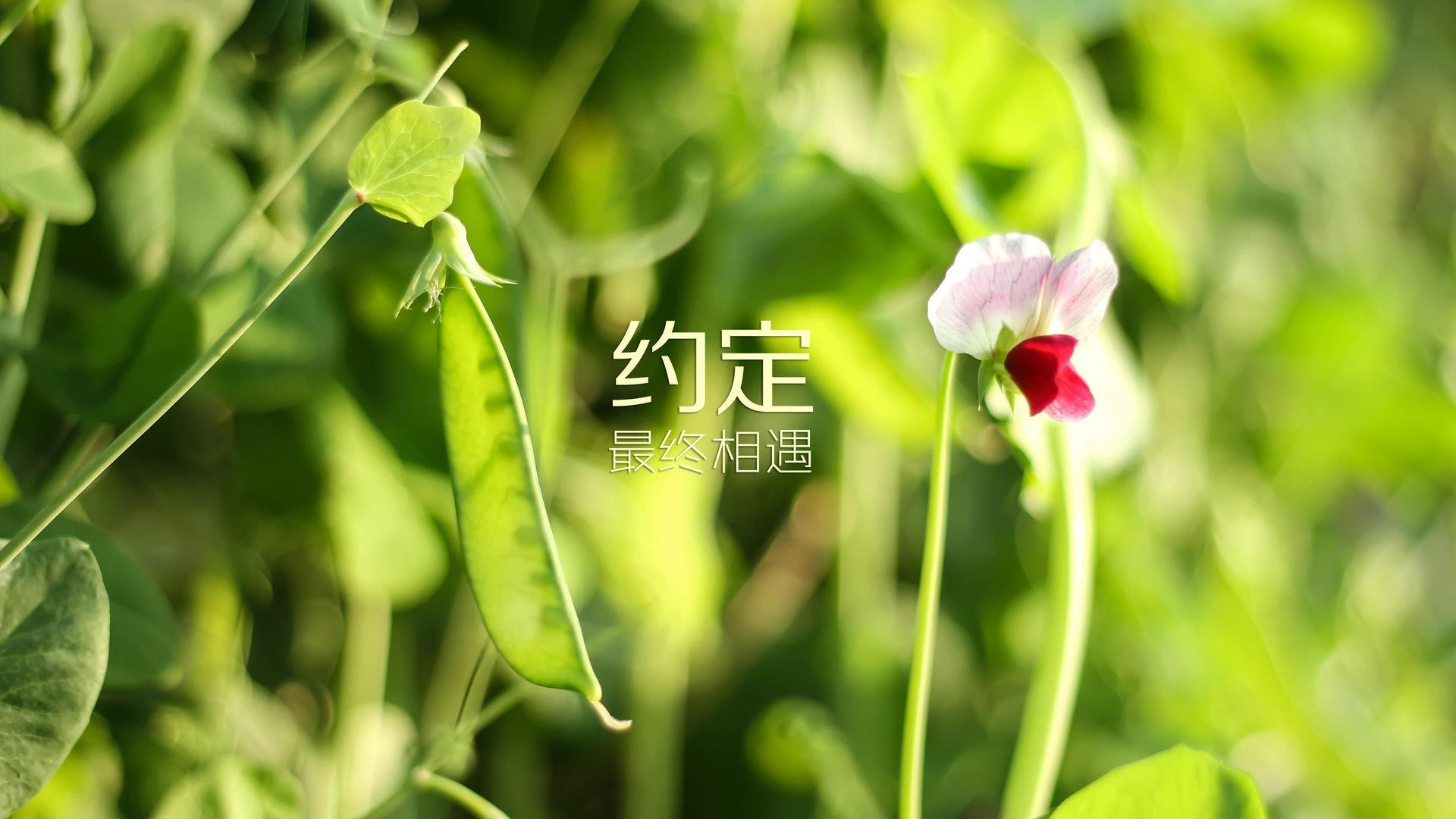 惊天冷门!C组越南横扫伊朗,归化奇兵三笘薰致命一击,主帅临场调整封神